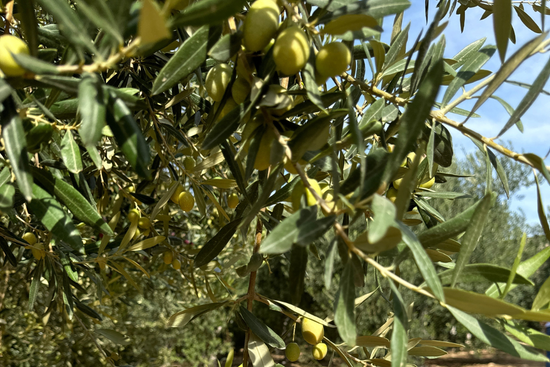 kaliteli zeytinyağı nasıl anlaşılır